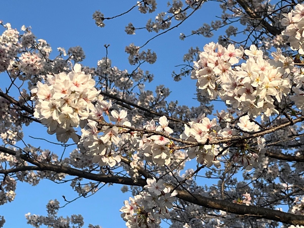 桜並木 勝立桜並木 in Omuta | What to Know Before You Go