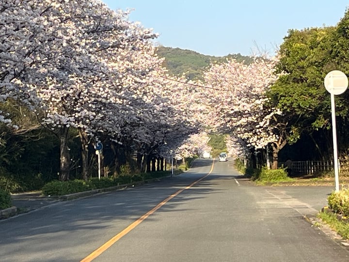 桜並木 勝立桜並木 in Omuta | What to Know Before You Go