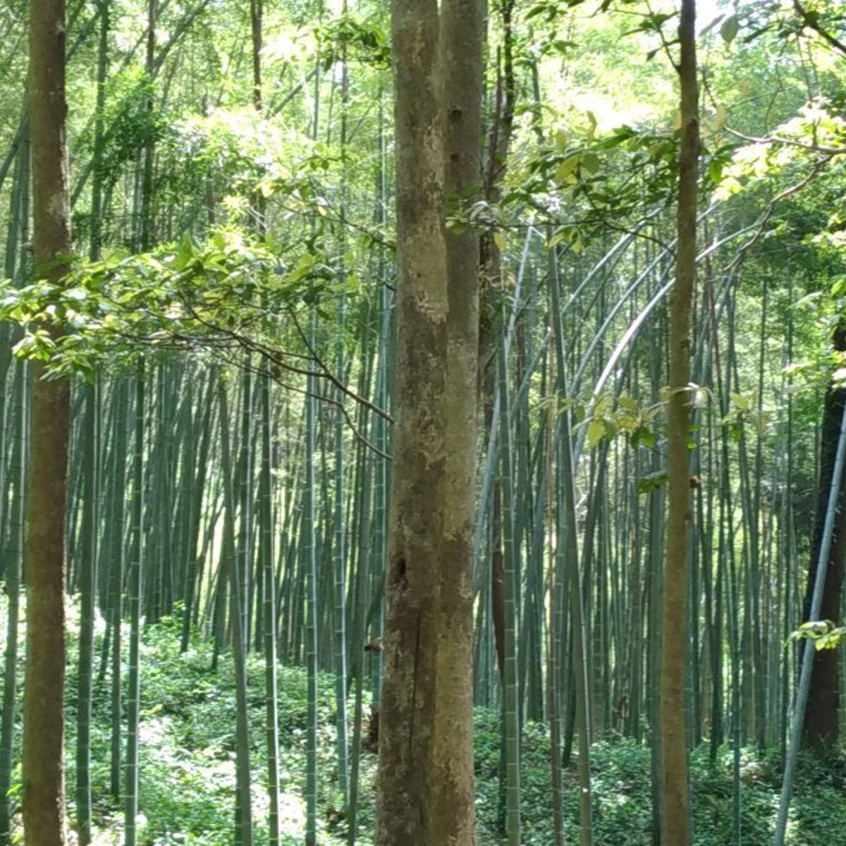 Yunxi Zhujing Scenic Resort in Hangzhou | Ask Anything