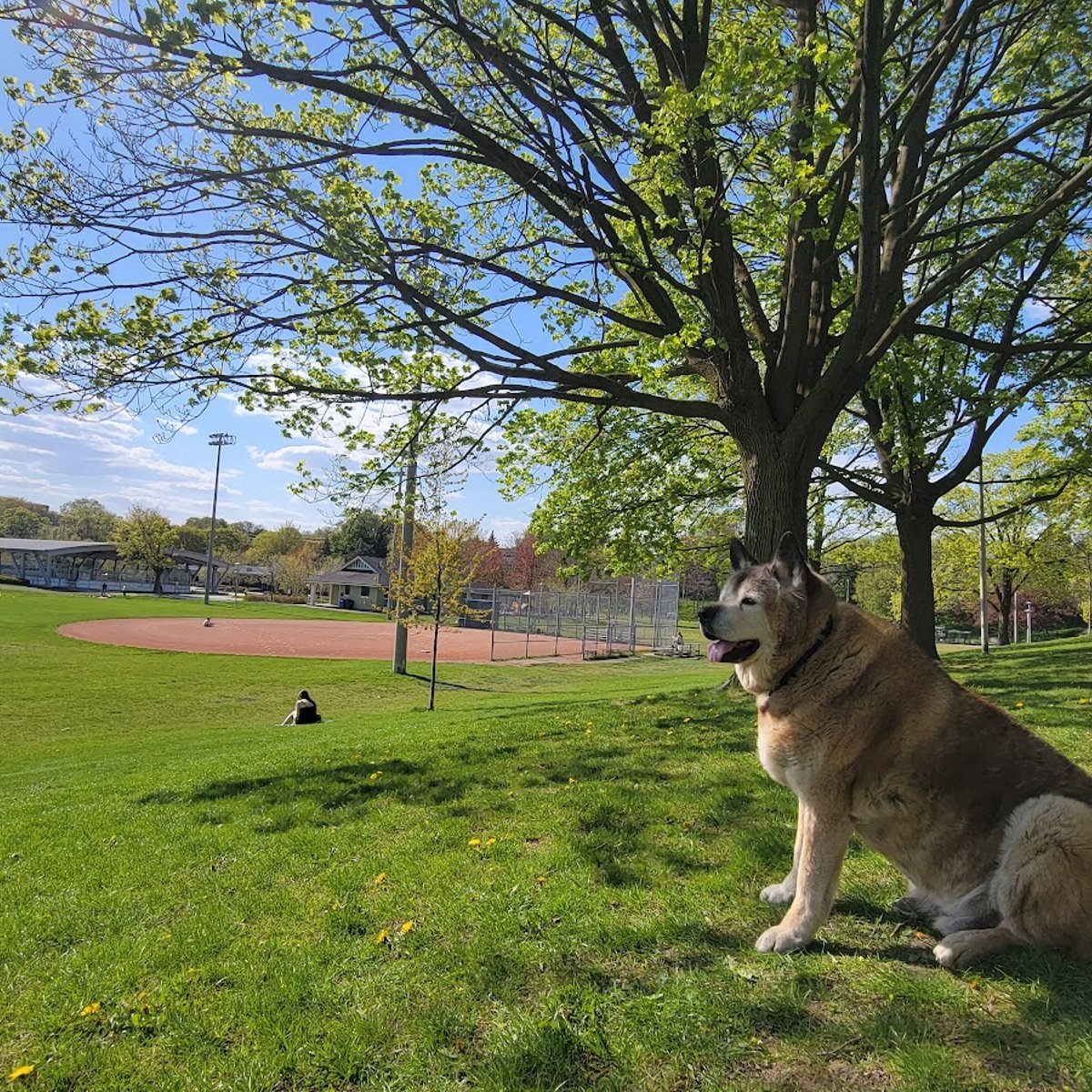 Greenwood Dog Park Parking