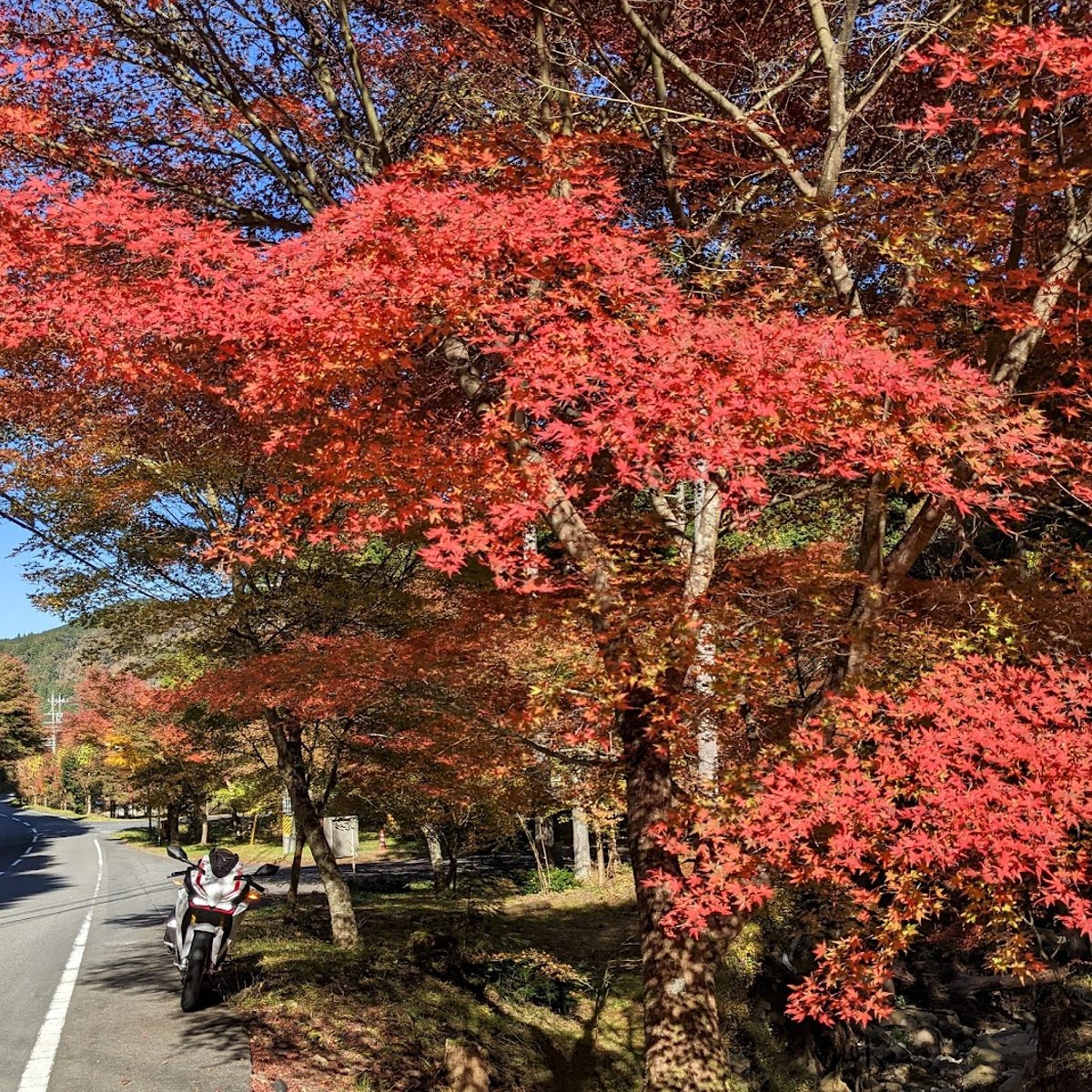 紅葉ページ もみじの紅葉 in Ena, Gifu Prefecture | Ask Anything