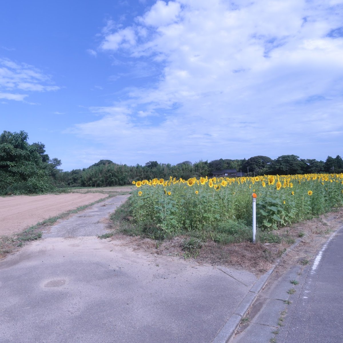 小比叡ひまわり畑 in Niigata Prefecture - Ask AI | mindtrip
