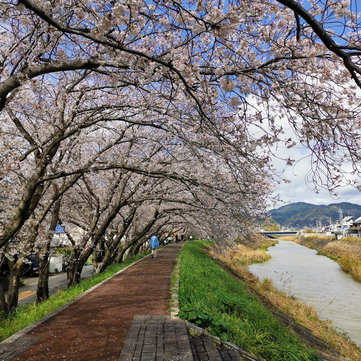 ミワサチコ　miwa sachiko beautiful place This is Fukushima Prefecture's Miharu Takizakura. It's the