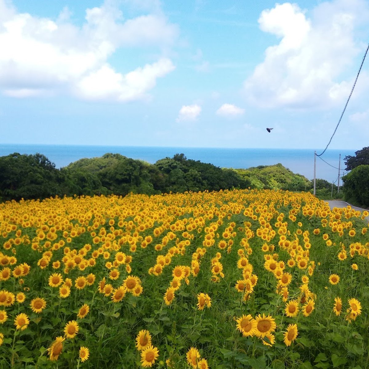 ひまわり畑 小比叡ひまわり畑 in Niigata Prefecture - Ask AI | mindtrip