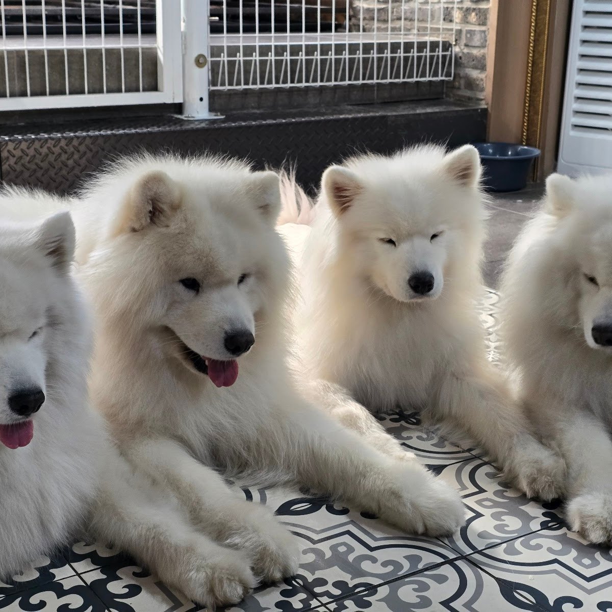 freckle seoul sinoon glowny samoyed フェケテ This 2-Storey Dog Cafe In Seoul Has Fluffy Samoyeds