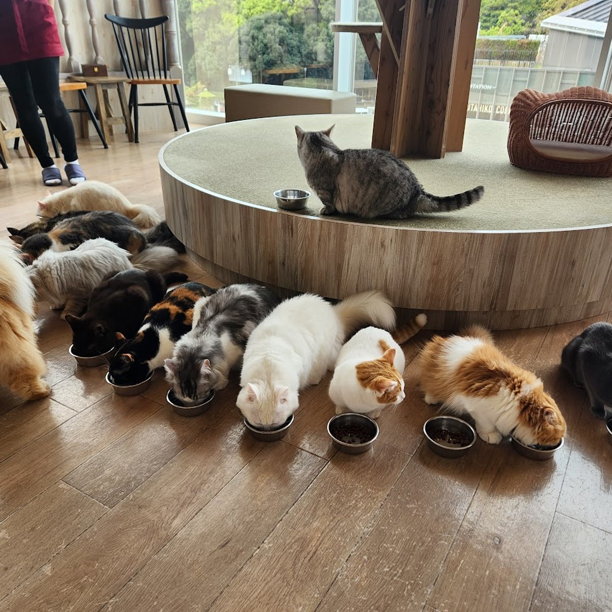 cafe_mocha様 Cat Cafe MOCHA Harajuku in Tokyo - Ask AI | mindtrip