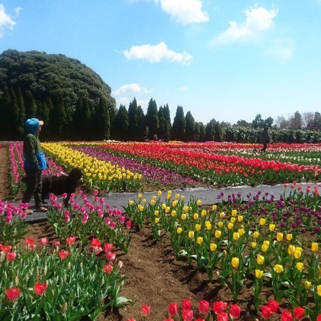 ミュージシャン HERB GARDEN Matsudayama Herb Garden in Matsuda-machi | Ask Anything